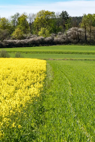 Soderkoping Sweden Field Yellow Rapeseed Flowers — Stock Photo, Image