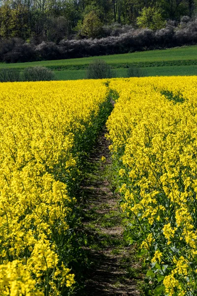 Soderkoping Schweden Ein Feld Mit Gelben Rapsblüten — Stockfoto