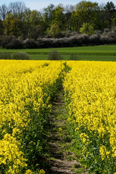 Soderkoping Suécia Campo Flores Colza Amarelas — Fotografia de Stock