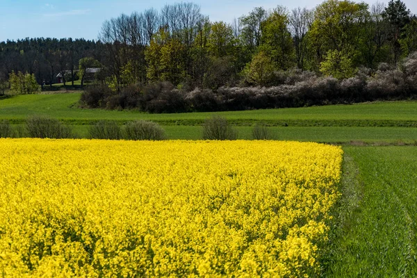 Soderkoping Sweden Field Yellow Rapeseed Flowers — Stock Photo, Image