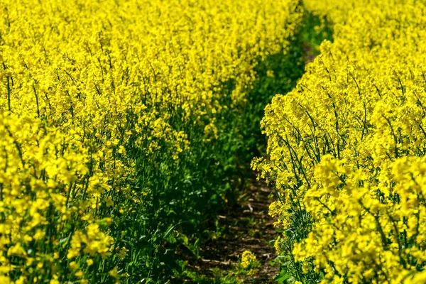Soderkoping Suécia Campo Flores Colza Amarelas — Fotografia de Stock