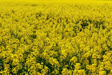 Karlevi, Oland, İsveç Sarı kolza çiçeği tarlası.