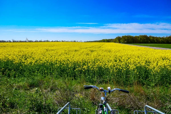 Farjestaden Oland Sweden Bicycles Parked Next Field Yellow Rapeseed — Stock Photo, Image