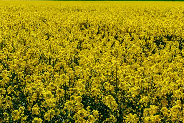 Karlevi Oland Suécia Campo Flores Colza Amarelas — Fotografia de Stock