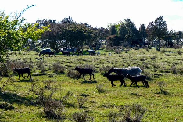 オットンビー オーランド スウェーデンバードウォッチャーに人気の島の南上にある国立公園で 放牧羊が生息しています — ストック写真