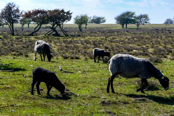 Ottenby Öland Sverige Nationalpark Den Södra Toppen Populär Bland Fågelskådare — Stockfoto