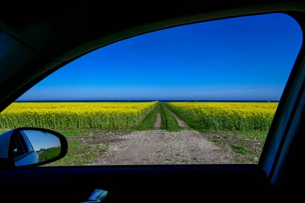 Nasby Oland Sweden Yellow Firlds Rapeseed Baltic Sea Framed Car — Stock Photo, Image