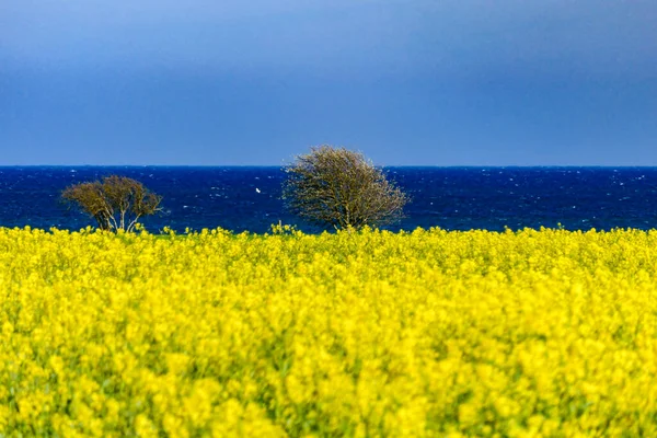 Nasby Oland Sweden Yellow Firlds Rapeseed Baltale Sea — 스톡 사진