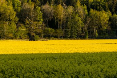 Stockholm, İsveç Sarı kolza çiçeği tarlası.