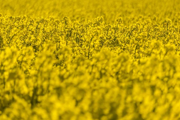 Estocolmo Suécia Campo Flores Colza Amarelas — Fotografia de Stock