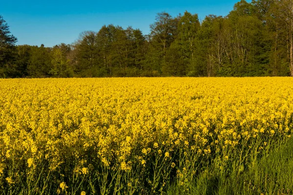 Stockholm Sweden Field Yellow Rapeseed Flowers — Stock Photo, Image