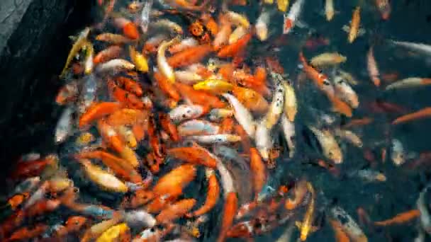 Vista de Koi Fish en el estanque — Vídeo de stock