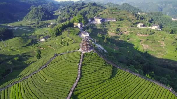 Vue aérienne des plantations de thé, Hubei, Chine . — Video