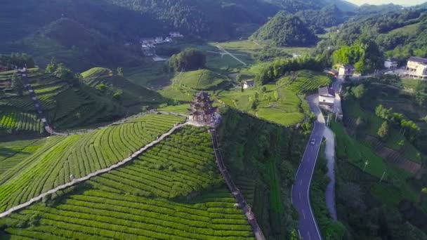 Vista aérea de las plantaciones de té, Hubei, China . — Vídeos de Stock