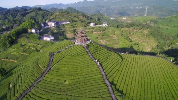 Letecký pohled na čajové plantáže, Hubei, Čína. — Stock video