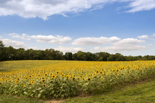 güzel ayçiçeği alan 