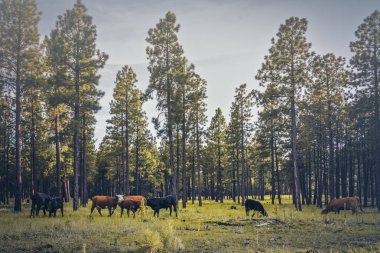 Çimenlerin üzerinde otlatma sığır
