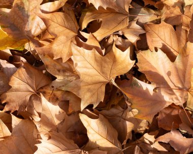 sonbahar yaprakları arka plan