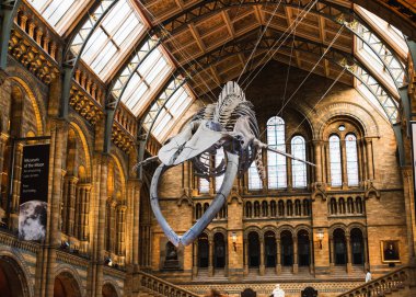 Londra, Uk / Avrupa; 21 / 12 / 2019: Londra Doğal Tarih Müzesi 'nin ana salonunda mavi balina iskeleti