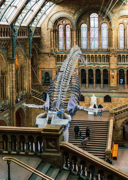 Londres, Royaume-Uni / Europe ; 21 / 12 / 2019 : squelette de baleine bleue dans le hall principal du Musée d'histoire naturelle de Londres — Photo