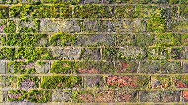 Yosun kaplı eski bir tuğla duvarın dokusu
