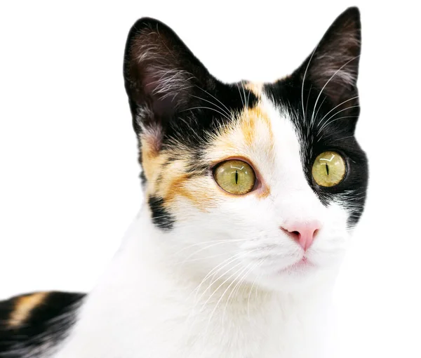 Porträt Einer Schönen Trikolore Katze Auf Weißem Hintergrund — Stockfoto