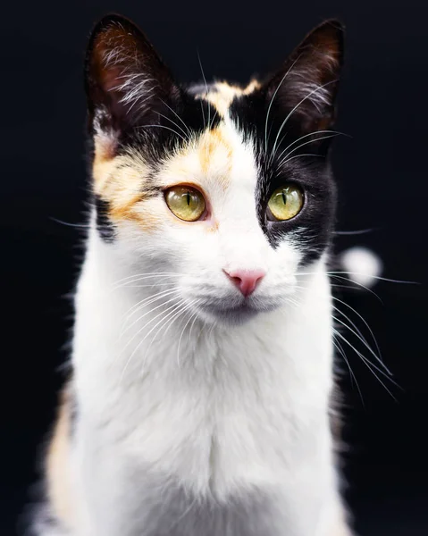 Porträt Einer Schönen Trikolore Katze Auf Schwarzem Hintergrund — Stockfoto