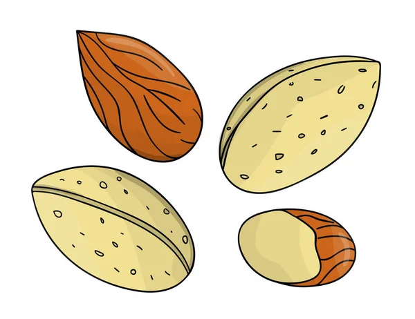矢量彩色杏仁图标。 一组孤立的单色坚果。 阿福 — 图库矢量图片