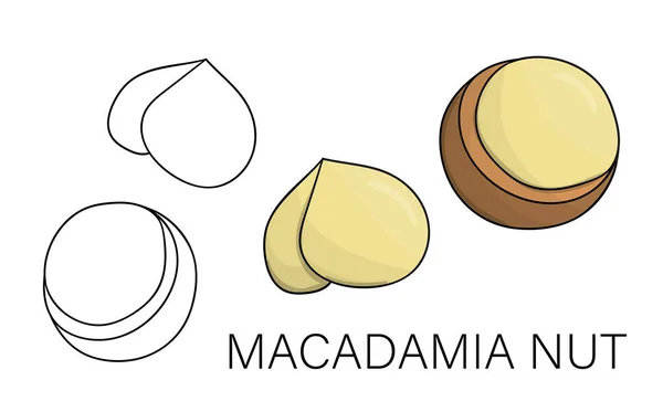 Vector black and white and colored macadamia icon. Set of isolat — Stock Vector