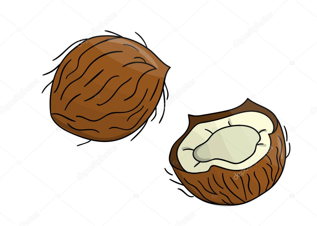Vector colored coconut icon. Set of isolated monochrome nuts. Food line drawing illustration in cartoon or doodle style isolated on white background