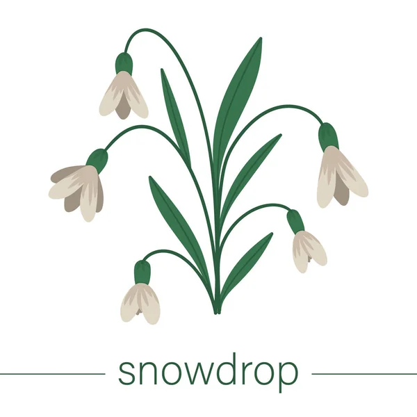 Векторна плоска ілюстрація снігу. Милі весняні квіти. Перший bl — стоковий вектор