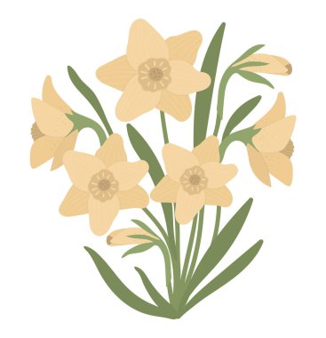 Beyaz sırt üzerinde izole edilmiş narsis buketinin vektör çizimi