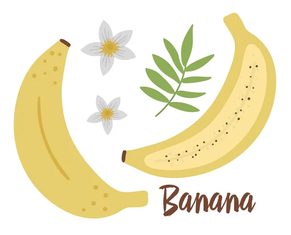 Arte Clipe Banana Vetorial Ilustração Frutos Selva Plantas Exóticas Planas — Vetor de Stock