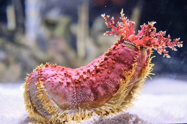 The Sea Cucumber in the Oceanogrfic de Valencia