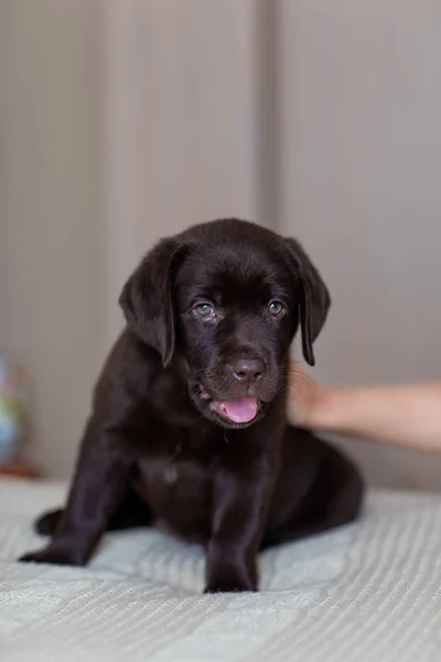 Valpehund Avler Labrador Sjokolade Farger Sitter Sengen Dagen – stockfoto