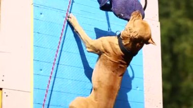Spor köpek atlama duvarı, köpek çiftleştirme Amerikan pitbull teriyeri lekeler kırmızı