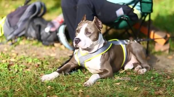 Hondenras Amerikaanse pitbull Terrier grijs, liggend naast de eigenaar, zomer Zonnige warme dag — Stockvideo