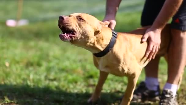 Hund ras amerikanska pit bull Terrier röd, står, skäller, ägaren innehar och lugnar, sommar solig dag — Stockvideo