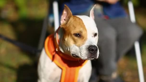 Raça cão American pit bull Terrier vermelho branco em manchas, sentado ao lado do proprietário, verão dia quente ensolarado — Vídeo de Stock