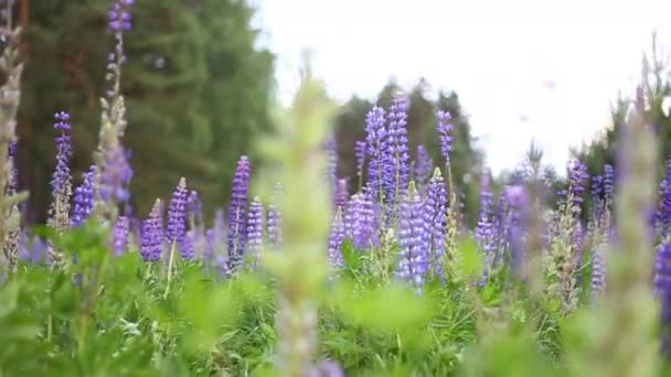 A glade of purple lupine flowers wildlife on a summer day in a green forest — Stock Video