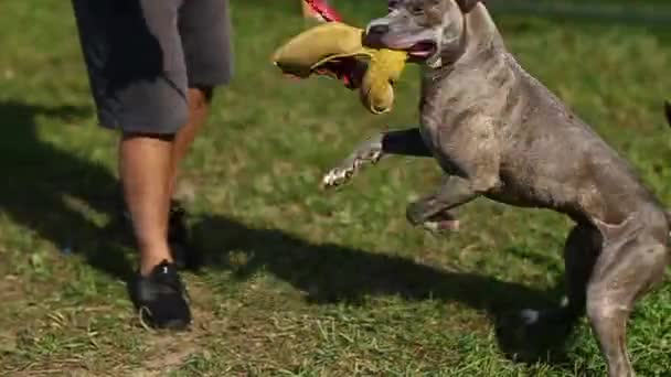 Ράτσα σκύλου American Pete ταύρος Terrier γκρι, παίζει με τον ιδιοκτήτη, ο ιδιοκτήτης ενθαρρύνει το αθλητικό σκυλί, το παιχνίδι του ανθρώπου και του σκύλου, η φιλία κτυπά με το σκυλί — Αρχείο Βίντεο
