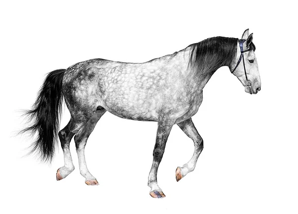 Młody Frywolny Ogier Szary Biały Kolor Koń Stojący Białym Tle — Zdjęcie stockowe