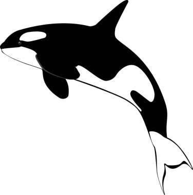 Beyaz arka planda siyah beyaz deniz katili balina.