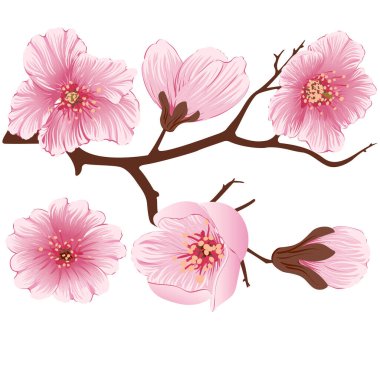 Vektör sakura çiçek dalı elementi. Tasarımınız için zarif bir unsur. Işık arkaplanda çiçekli sakura dallarının ayrıntılı çizimi. Kiraz çiçeği.