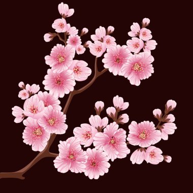 Vektör sakura çiçek dalı elementi. Tasarımınız için zarif bir unsur. Koyu arkaplanda çiçekli sakura dallarının ayrıntılı çizimi. Kiraz çiçeği.