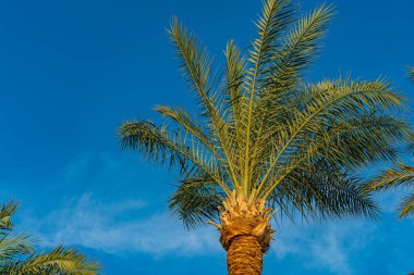Güzel yeşil palmiye ağacı, açık bulutlu mavi güneşli gökyüzüne karşı. Tropik rüzgar palmiye yapraklarını savurur