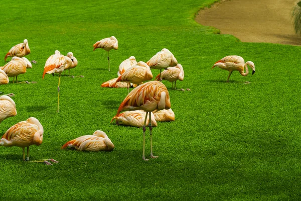 Grupo Belos Flamingos Dormindo Grama Parque Pássaros Vibrantes Gramado Verde — Fotografia de Stock