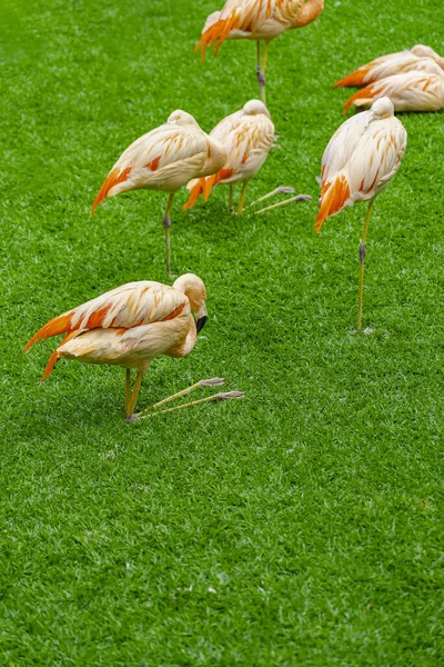 Gruppo Bellissimi Fenicotteri Sull Erba Del Parco Uccelli Vibranti Prato — Foto Stock