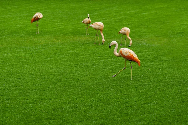 Beautiful Flamingos Group Walking Grass Park Vibrant Bird Green Lawn — Stock Photo, Image