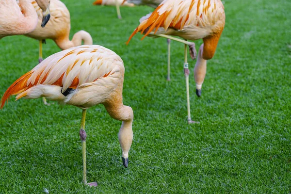 Primo Piano Del Bellissimo Gruppo Fenicotteri Cerca Cibo Nell Erba — Foto Stock